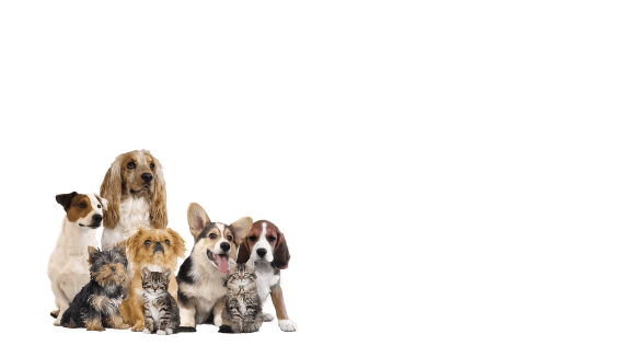 AdobeStock_237737326