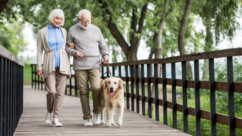 happy senior couple walking with dog across wooden bridge in park
