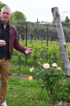 Knepet för att undvika skadedjur på vinplantagen thumbnail 1