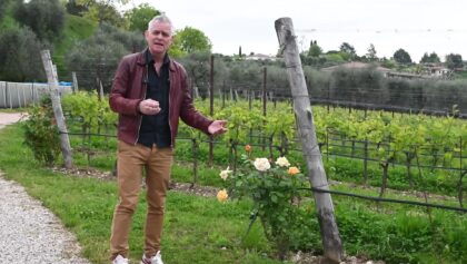 Knepet för att undvika skadedjur på vinplantagen thumbnail 1