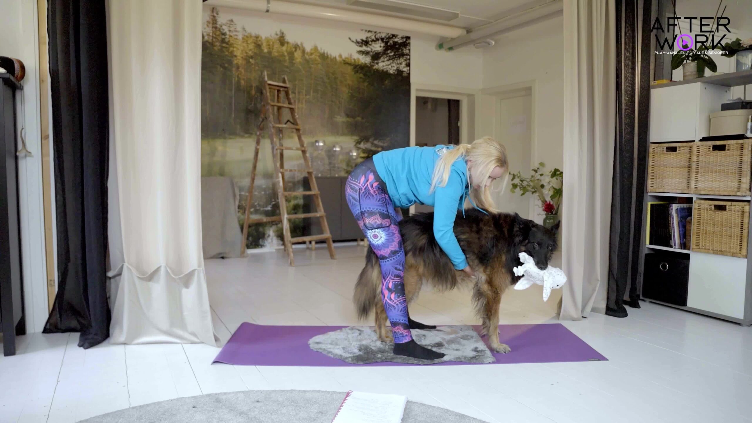 Hundyoga och praktiska tips för skällande hundar thumbnail 1 (2)